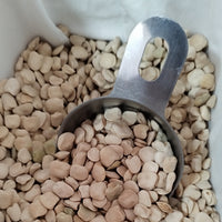 Chícharo